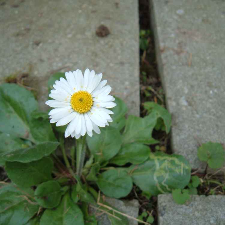 Gänseblümchen