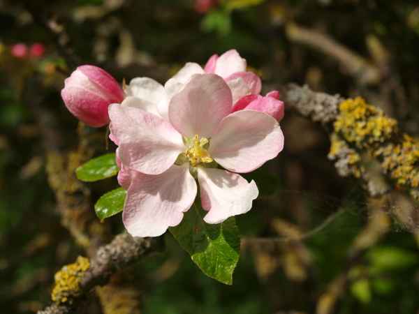 Apfelblüte
