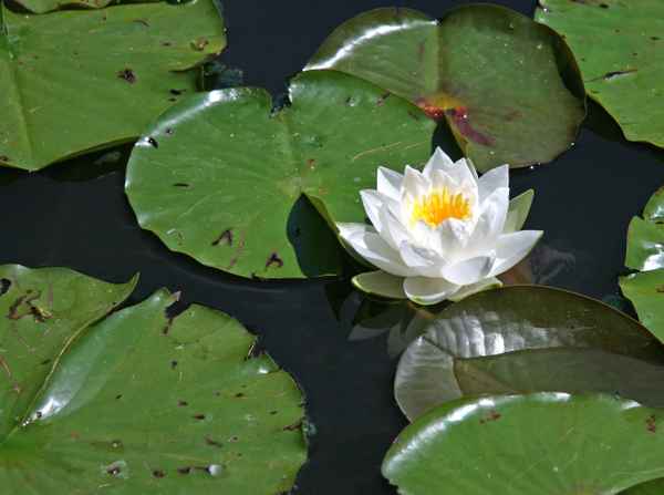 Seerose