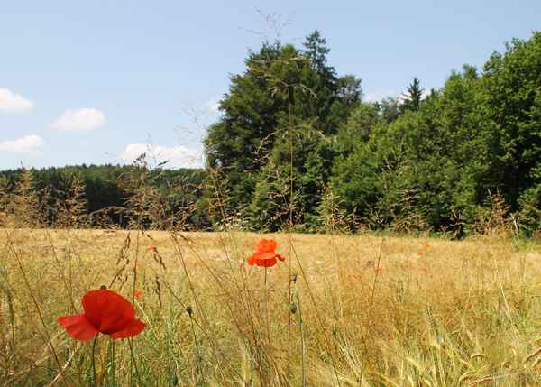 Sommer in Walchstadt...05