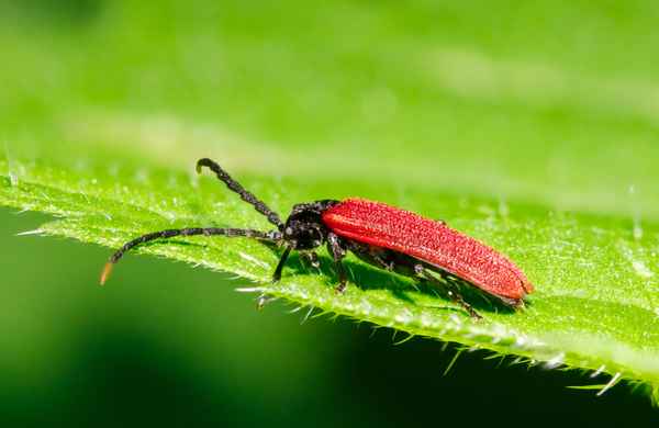 Kleiner Rotdeckenkäfer_2