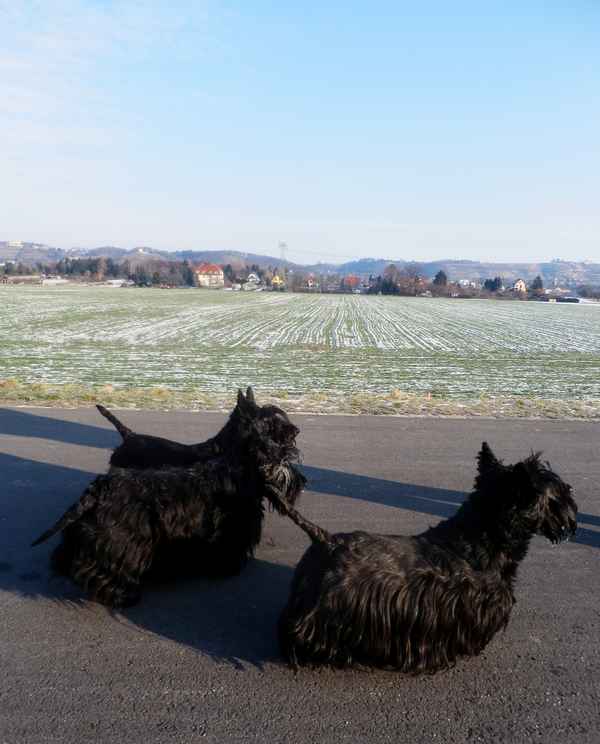 Scottish Terrier - ein starkes Damen-Trio
