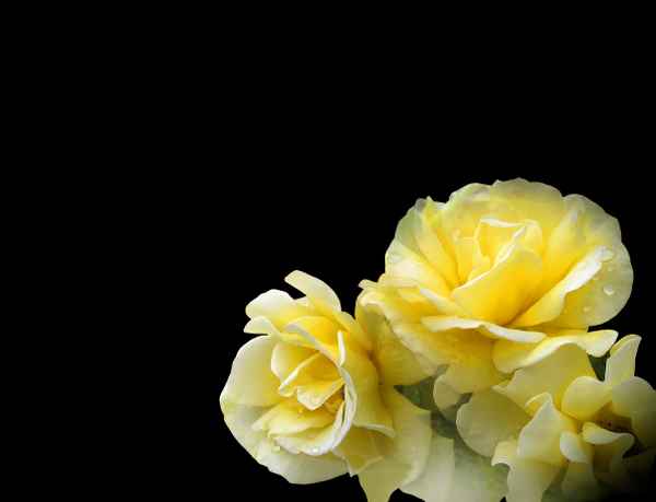 Rosen im Licht