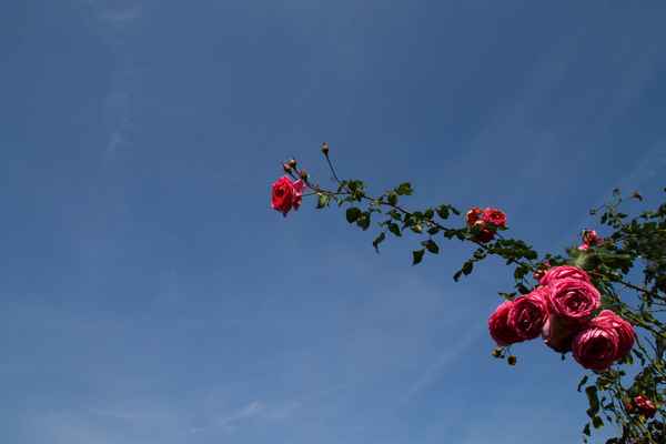 Aus der Erde Prags gewachsen 01