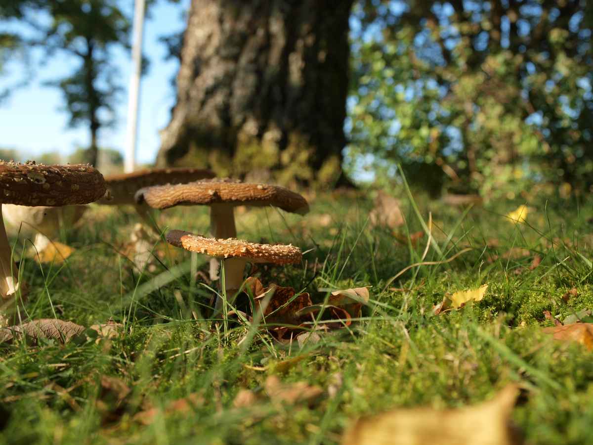 fliegenpilze nicht mehr ganz frisch