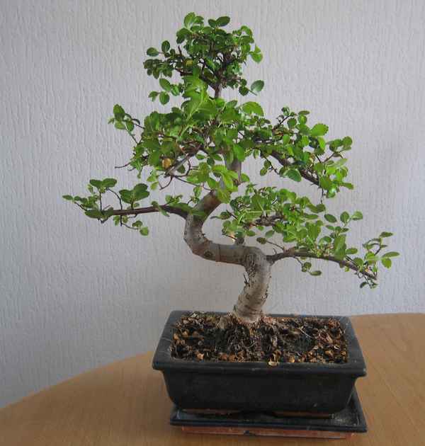 Bonsai-Bäumchen
