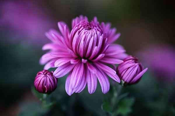 Im Garten