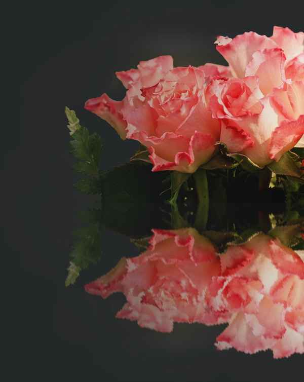 Rosenspiegelung