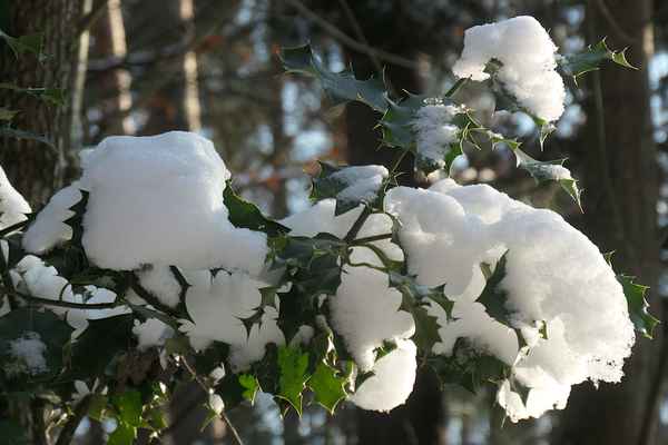 Winter im Wald