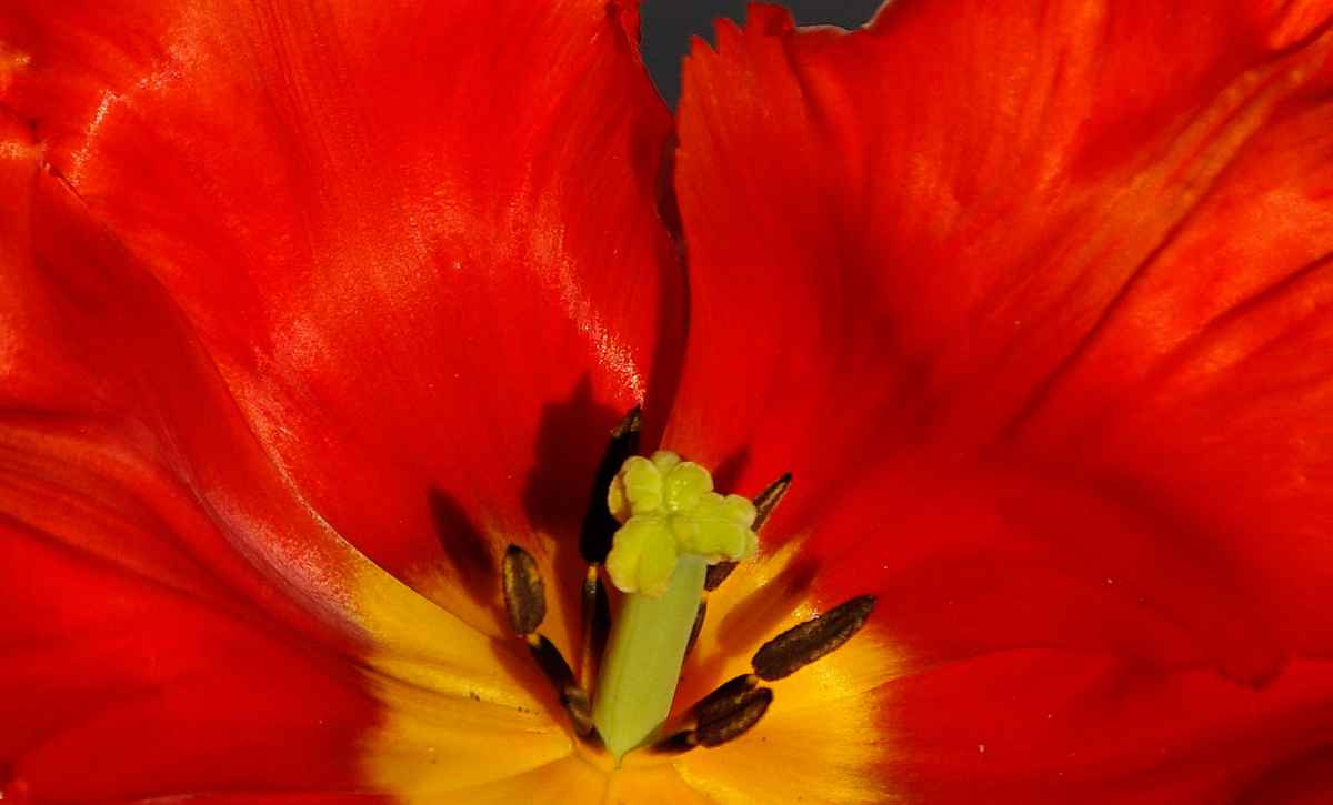 Red Tulipa