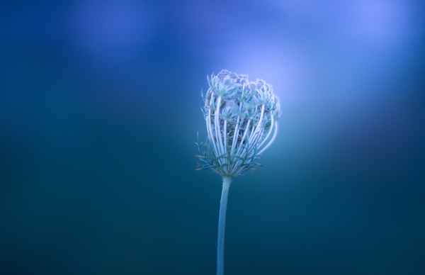 So tausendschön der Traum vom Sommer.