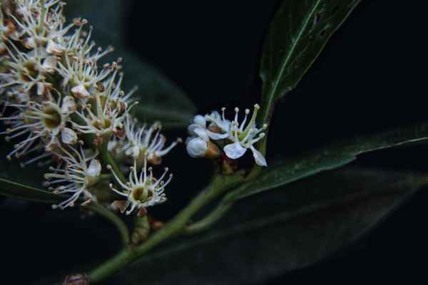 Kirschlorbeerblüten