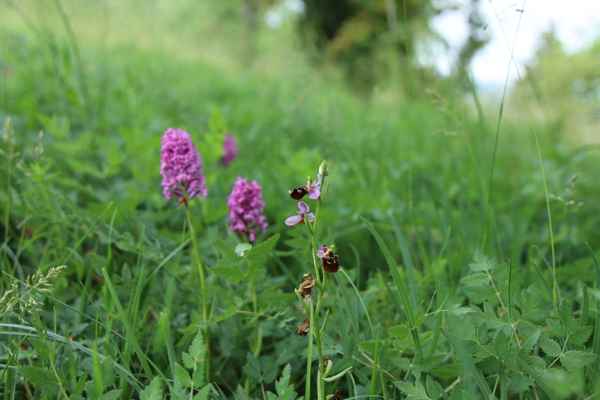 Wilde Orchidee 3