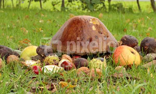 herbstfrüchte