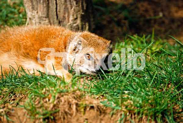 Fuchsmanguste