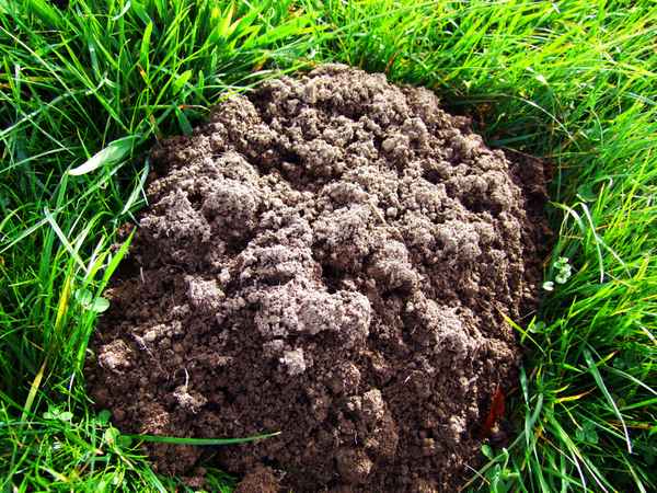 Maulwurfhaufen