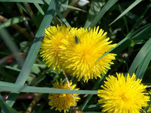 Pusteblume mit Grashüpfer
