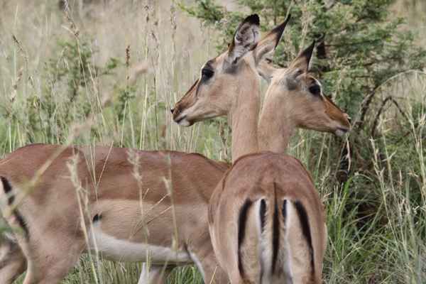 Impala