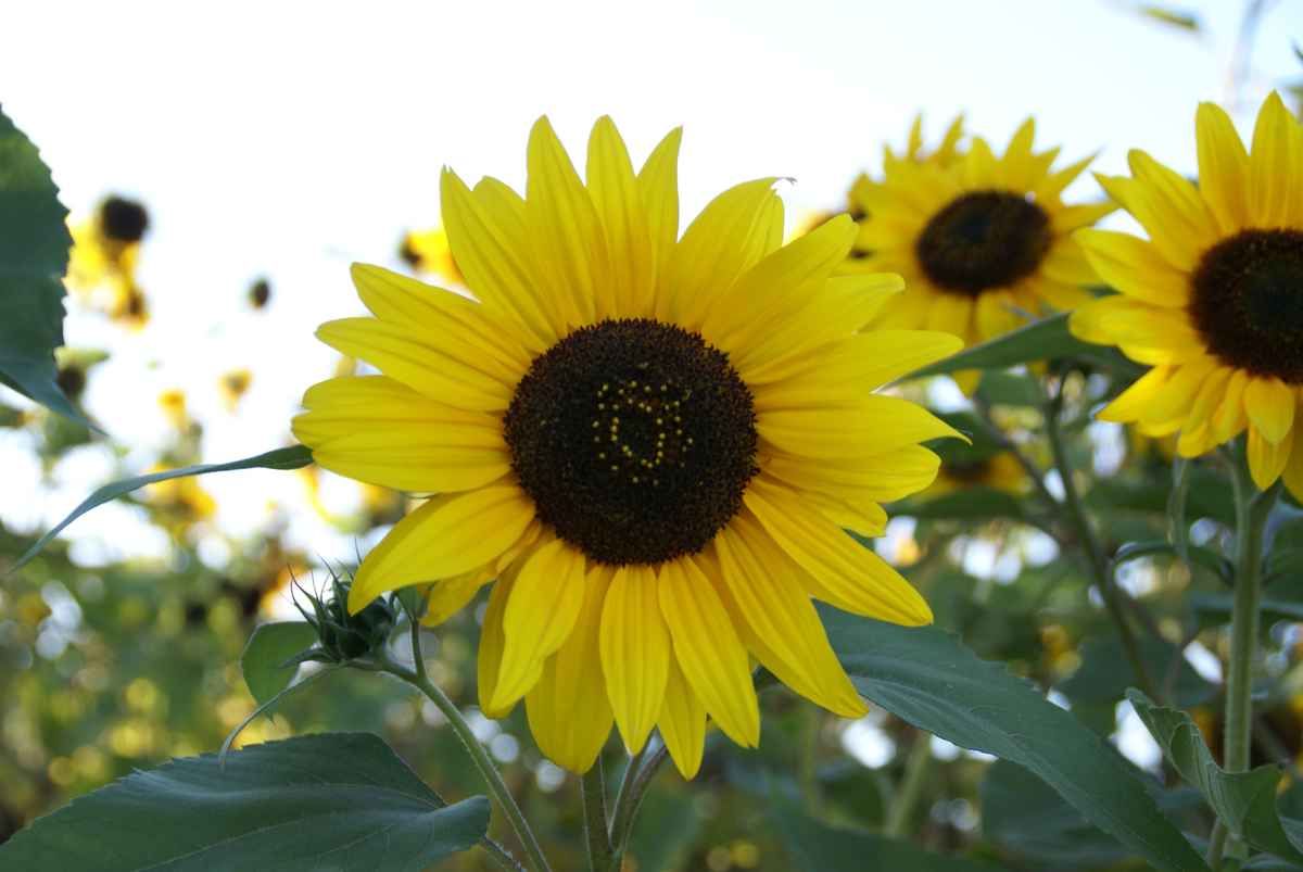 Sonnenblumen in der Pfalz