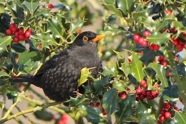herr amsel