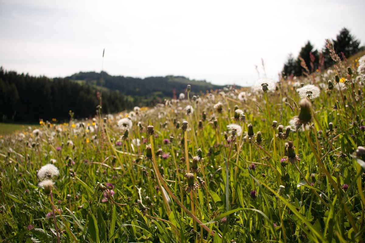 Allgäuer Wiese 2