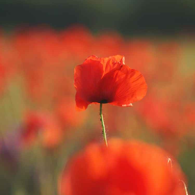 Corn Poppy - Mohnblume