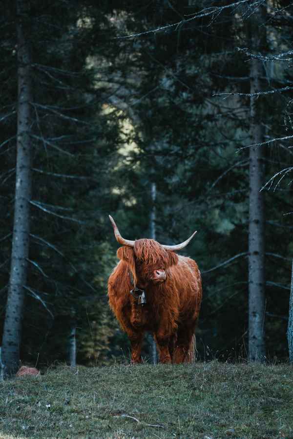 Highland Cow
