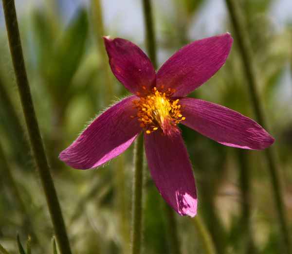 Gartenträume