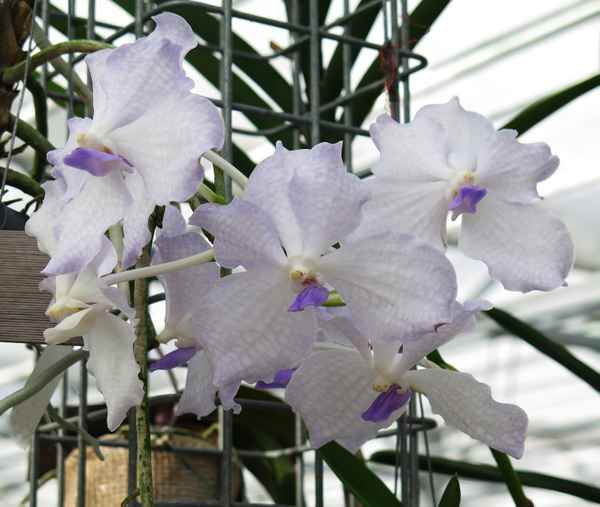Vanda Royal Blue