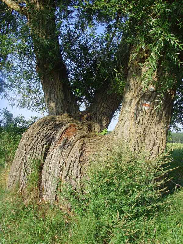 Diese uralte Weide konnte sich wohl nicht entscheiden....