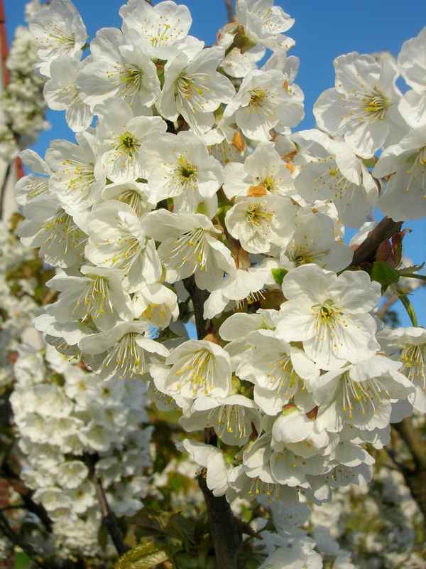 Kirschblüte im Alten Land