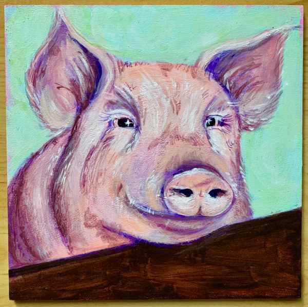 Schweinskopf im Porträt