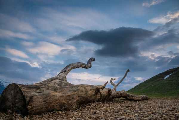 Geier holt toten Baum
