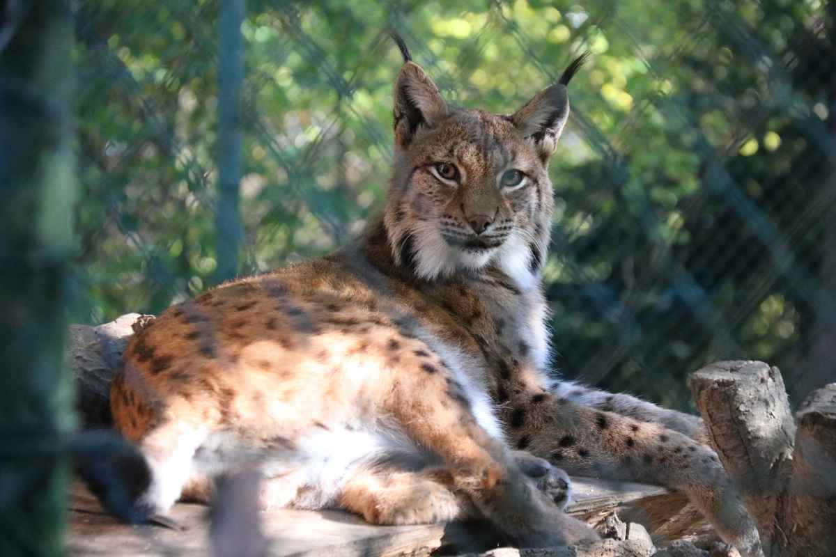 Luchs