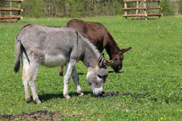 Esel auf der Weide 1