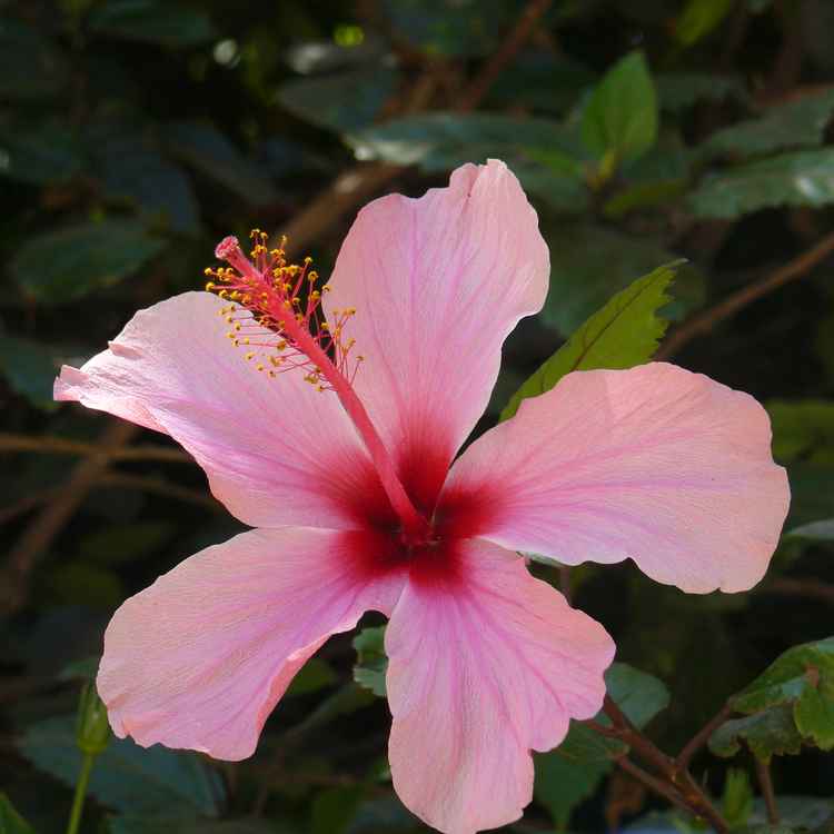 Hibiskus