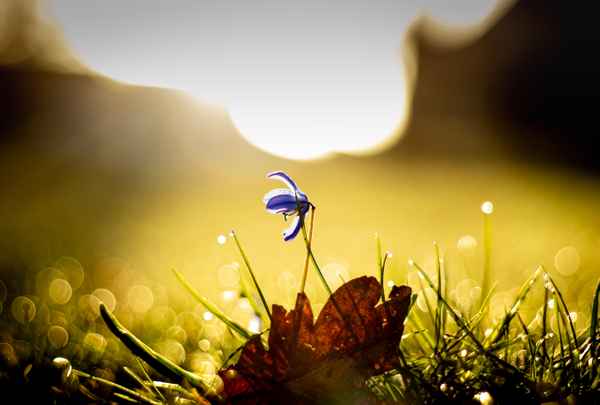 Golden Morning Garlitz
