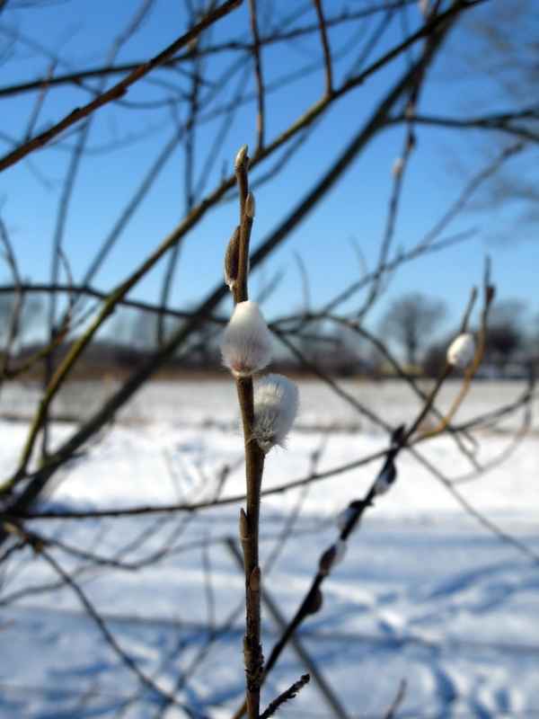 Zwei Weidenkätzchen