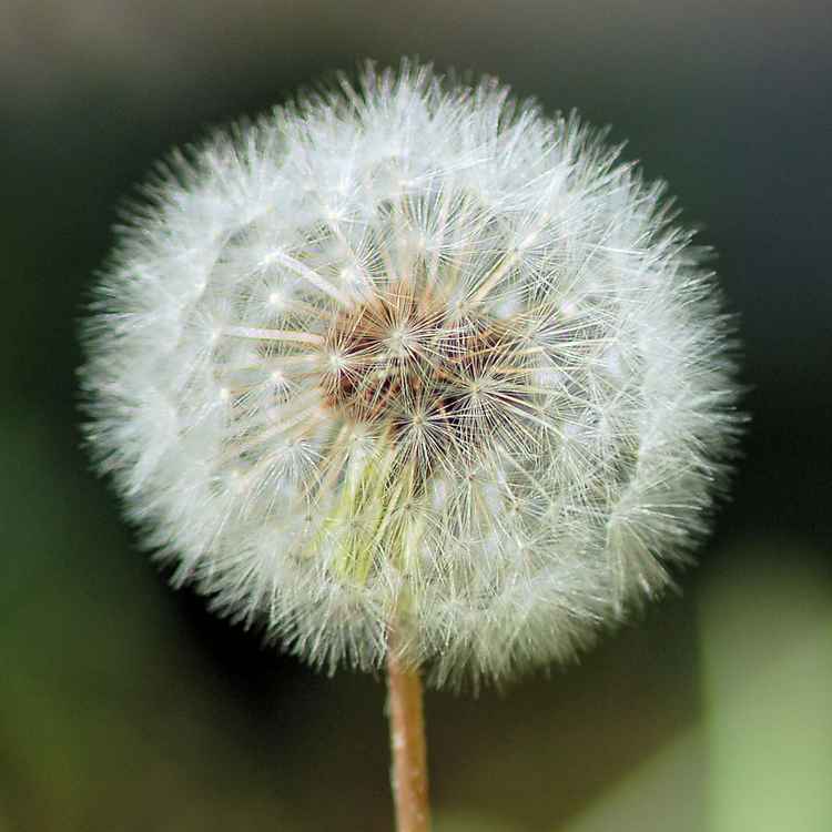 schlicht und einfach "Pusteblume"