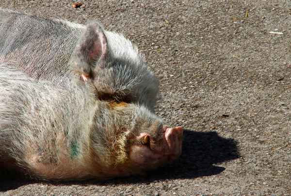 Der Schönheits,Schlaf 02