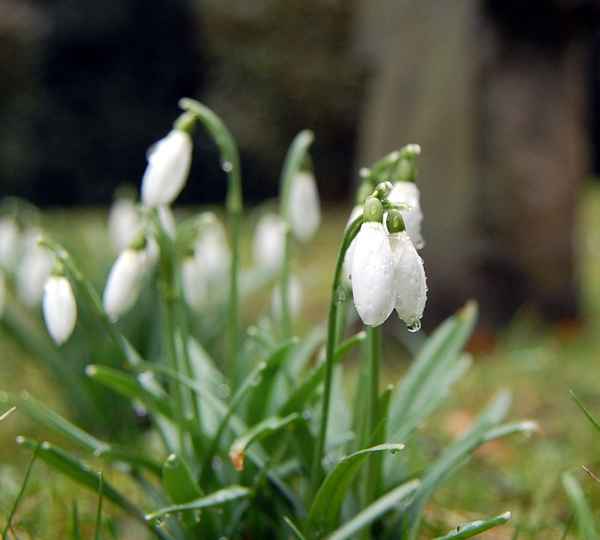 Schneeglöckchen 1