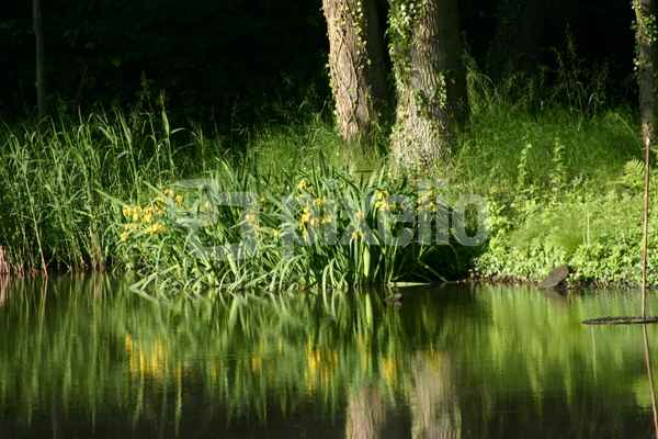 Teichblumen