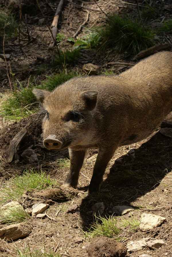 Ferkel, Hängebauchschwein