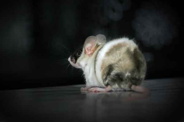 Maus