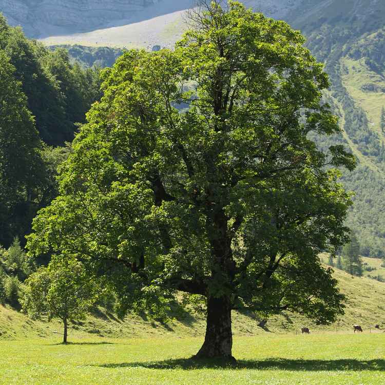 Der Baum