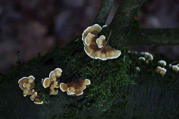 Pilze