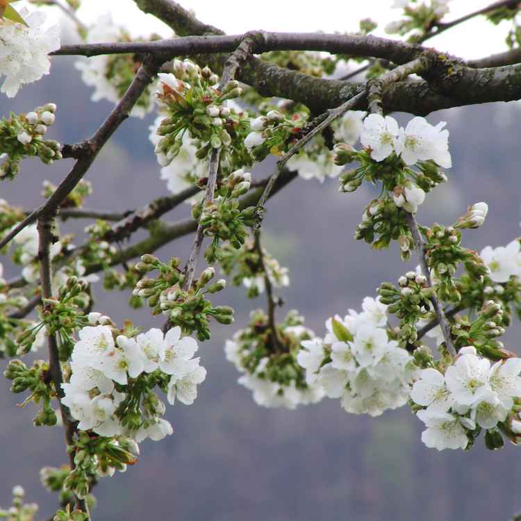 Kirschblüte