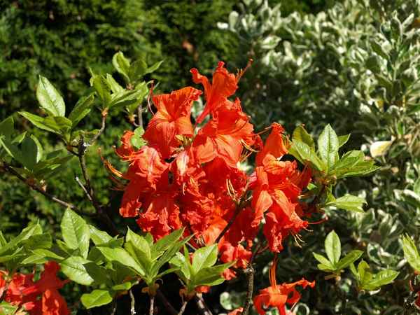 Orangene Blume