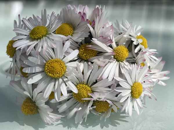 Gänseblümchen