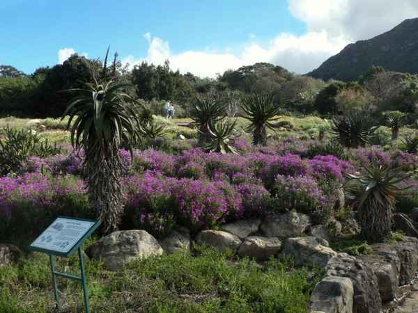 Botanischer Garten Kirstenbosch